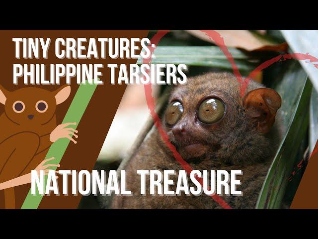 THE PHILIPPINE TARSIER | HOW TO TAKE CARE OF THEM?