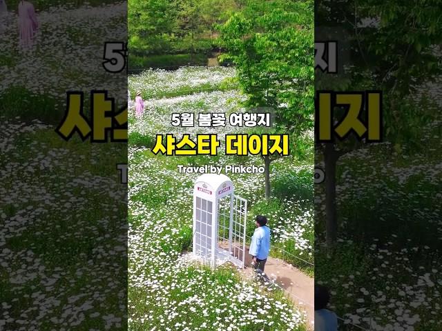 샤스타 데이지 성지로 떠오르는 곳 | 순백의 꽃과 화이트톤의 전화부스가 매력적이네요 #샤스타데이지 #여행하는핑초 #국내여행