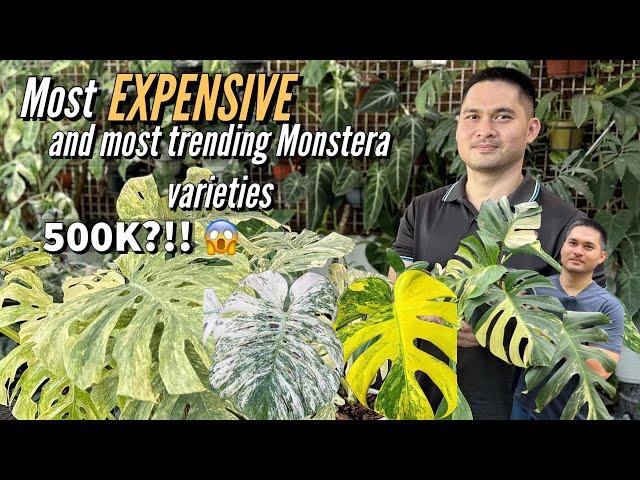 10 MOST EXPENSIVE MONSTERA VARIETIES