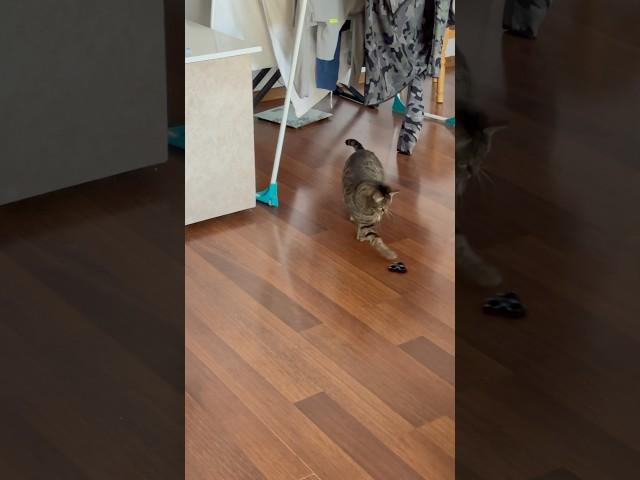 Два недостатка #позитив #популярное #юмор #цитаты #приколы #cat #прикольныекоты