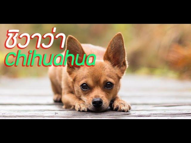 ประวัติ ความเป็นมา สิ่งที่น่าสนใจเกี่ยวกับ ชิวาว่า Chihuahua [Dog Profile]