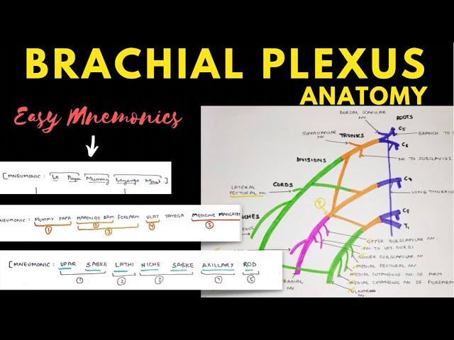 Brachial Plexus Anatomy | Easy Mnemonic | Upper Limb Anatomy