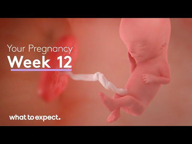 12 Weeks Pregnant - What to Expect