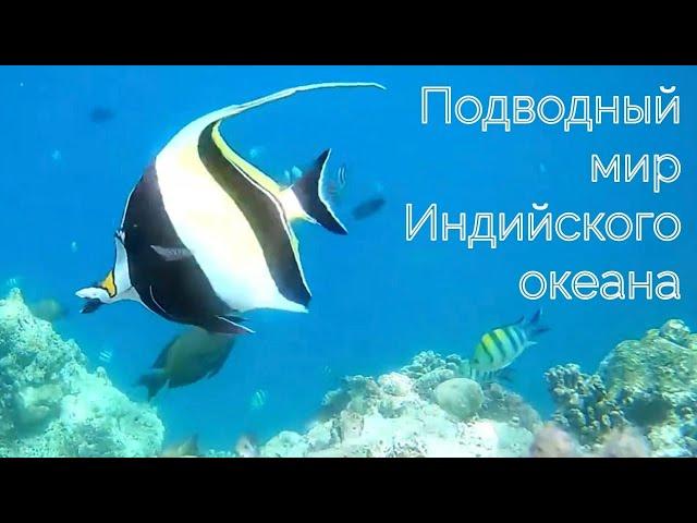 Подводный мир Индийского океана. The underwater world of the Indian Ocean.