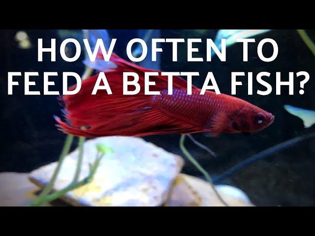 How Often to Feed a Betta Fish