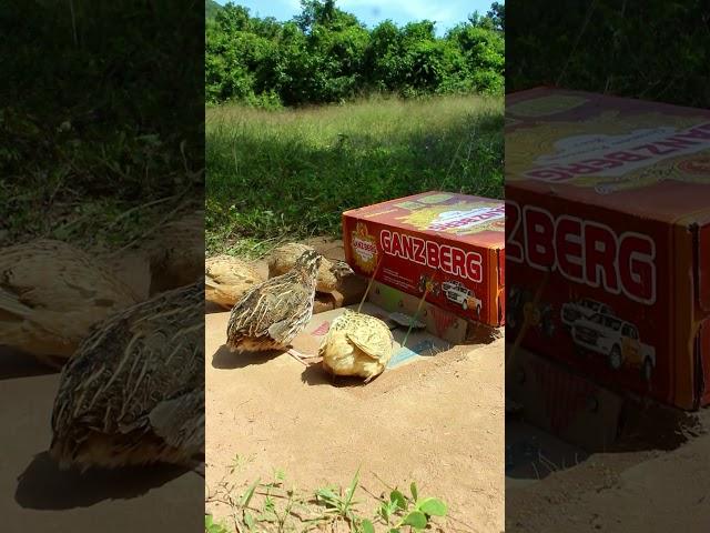 New Creative DIY Quail Trap Technique #shorts #create #traps