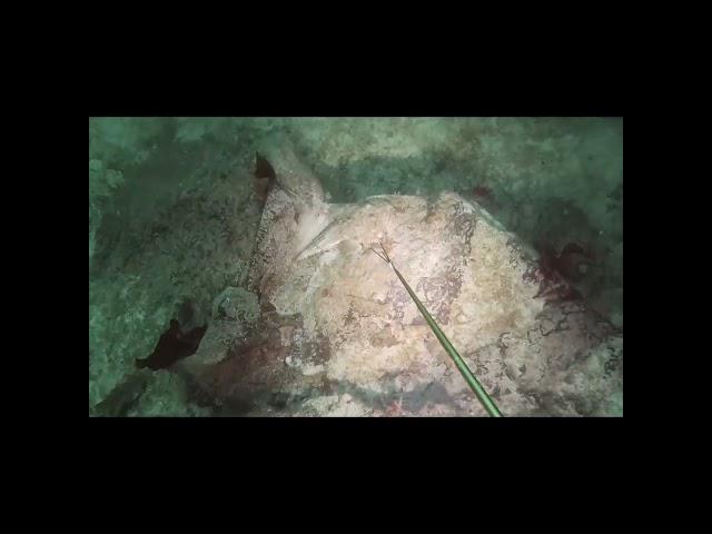 Дайвинг в Норвегии ,Подводный Мир.   #морской чёрт #улов #дайвинг #морскиегребешки #рыбалка #улов