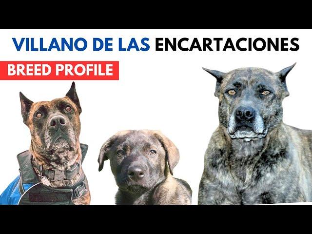 Villano de Las Encartaciones Breed Profile History - Price - Traits - Grooming Needs - Lifespan