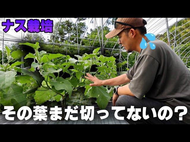 【ナス栽培の重要作業】葉かき・摘葉のしかた【その葉をなぜとるのか】