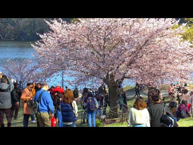 High Park Cherry Blossoms: Timeless Beauty and Captivating Views