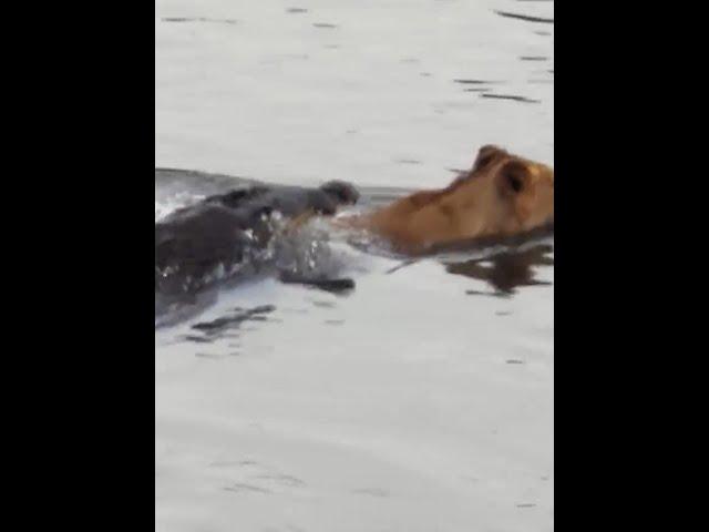 鱷魚襲擊渡河的動物，獅子成功逃脫，角馬慘遭毒手 #野生動物零距離 #神奇動物在抖音 #獅子 #角馬 #內容啟發搜索