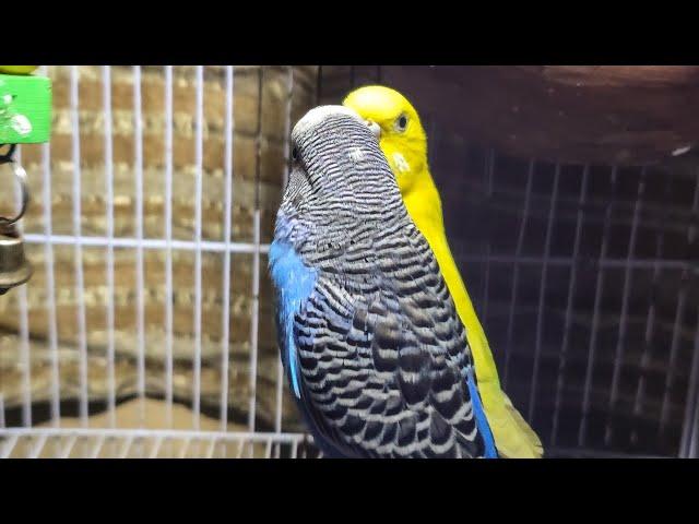 cat tv for cats to watch | Happy budgies sound | birds for pets | cat tv #budgies #birds #catstv