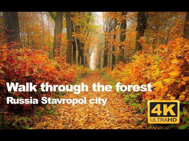 Walk through the autumn forest, Russia, Stavropol city video 4k ASMR