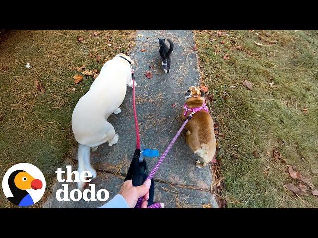 Random Cat Keeps Walking With Woman And Her Dogs | The Dodo