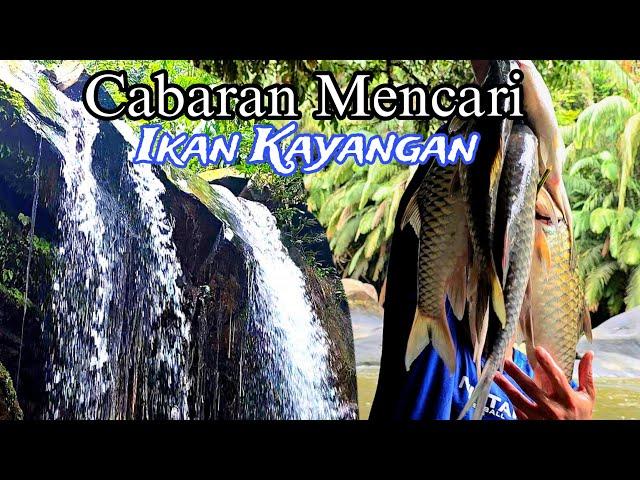 IKAN KAYANGAN YANG SUKAR   DICARI???