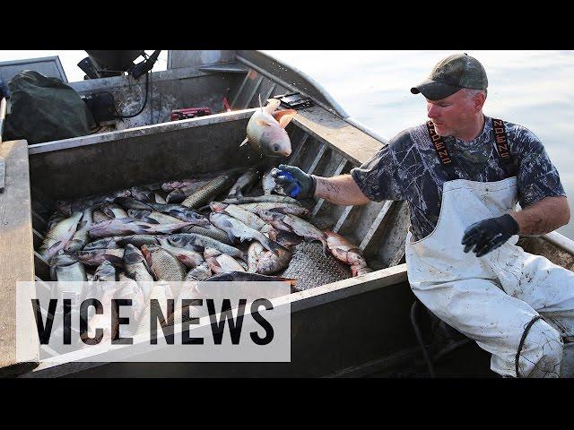 The Worst Fish in America: Asian Carpocalypse