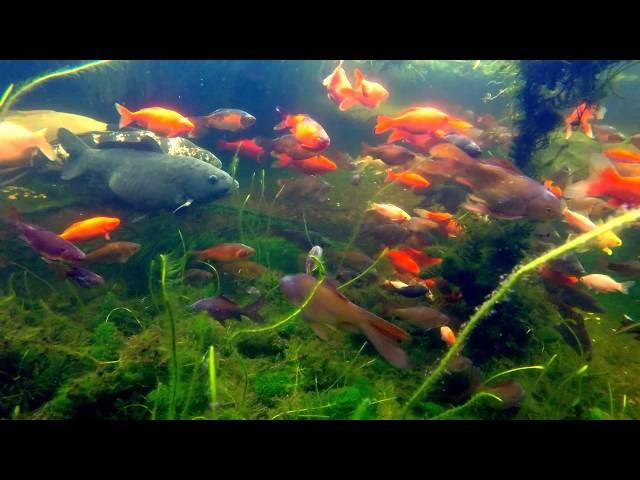 Koi Fish Pond GoPro