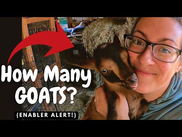 How Many Goats are Needed for Dairy Independence?  Beginner Goat-Keeper Considerations