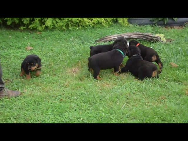 Rottweiler Puppies for Sale