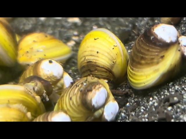 goldene Körbchenmuscheln Corbicula sp. im Aquarium - die aktuelle Entwicklung im Bodensee #muscheln