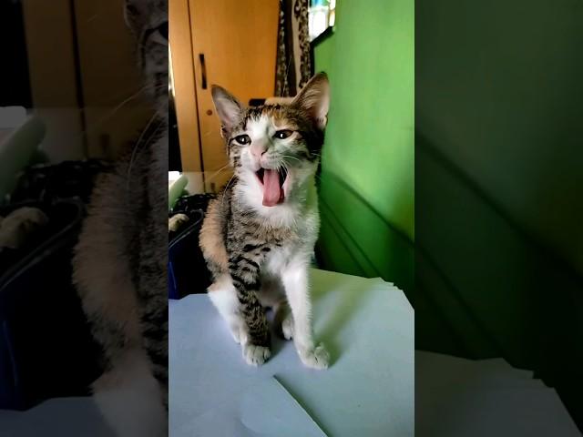 funny cat yawning  #cat #funny #catlover #cute #funnycats #catvideo #catyawn #cococat #musicgenre