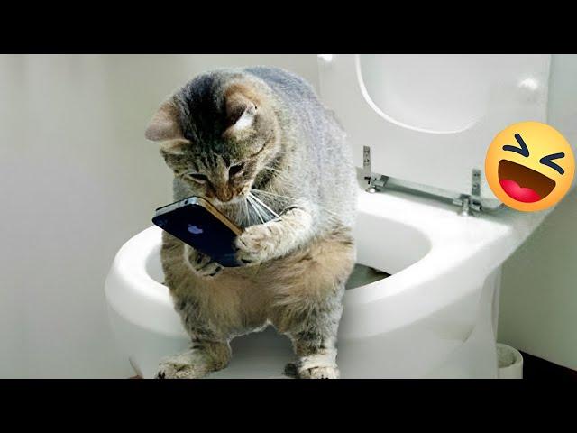 Cats and their life dramatic -  Funny Cats Funny Animals 2023