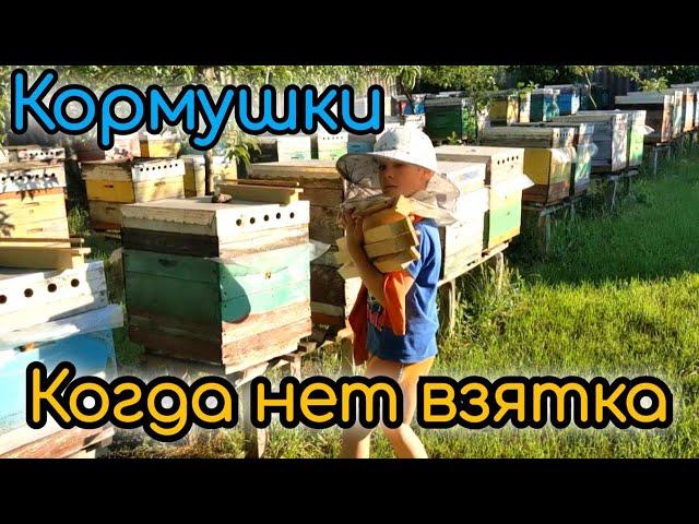 Подкормка пчел в безвзяточный период. Удобные кормушки