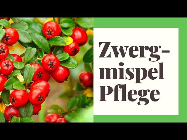 Zwergmispel Pflegen - So geht's richtig