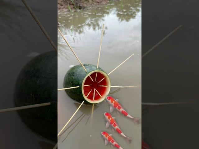 Survival Skills: Single mom with watermelon fish trap #survival #camping #bushcraft #fish