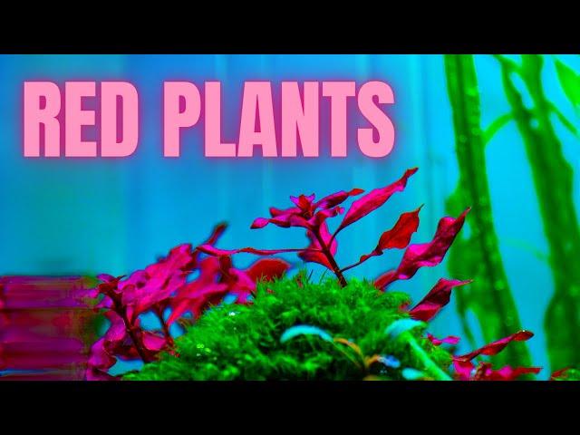 THE ONLY METHODS TO GROWING RED PLANTS (NOT IRON)