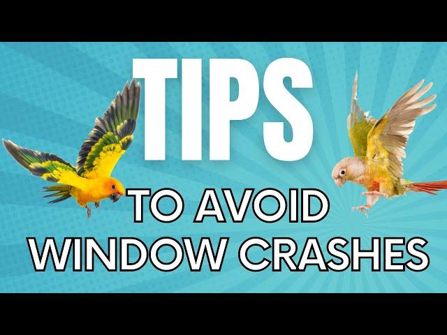 How to Avoid Window Crashing with Your Parrot (Or Wild Birds)