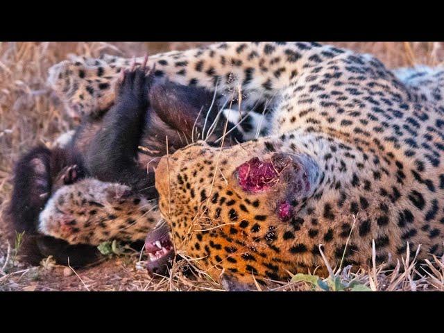 Honey Badger Tries Escaping Leopard's Grip