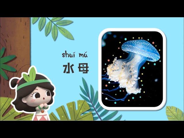 幼儿科普丨认识动物 | 有什么动物不怕水母？| Preschool Learning Cartoons |basic science concepts for kids