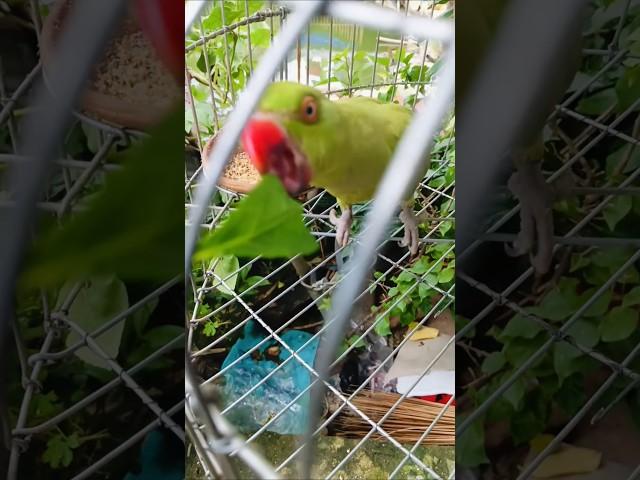 #wildanimals #parrot #animals #birds #talkingparrot #wildlife #newsongstatus #newvlog #trending#vlog