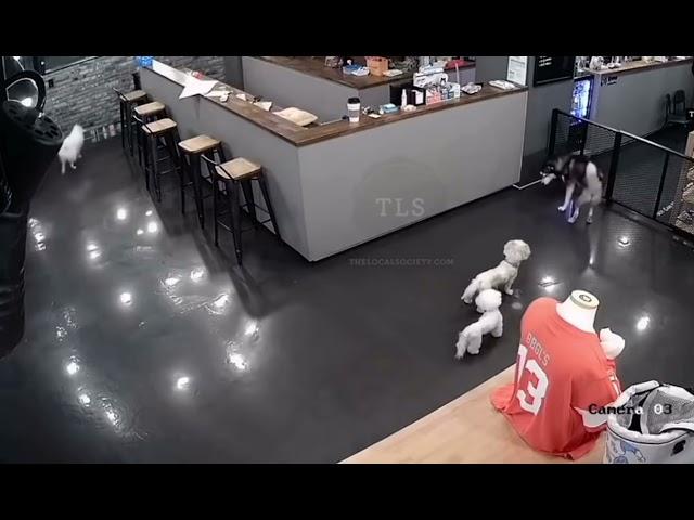 Husky kills Poodle in grooming cafe, South Korea. *Graphic*