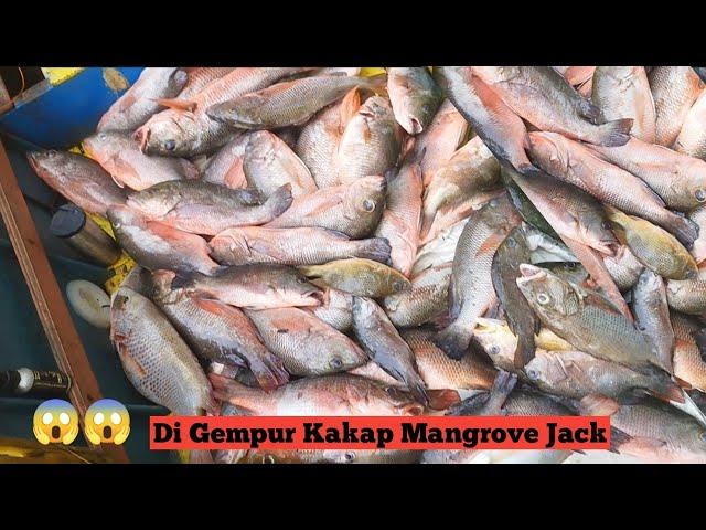 Gempuran Kakap Mangrove Jack Bertubi" Di Spot Lama Tak Di Datangin..#mancing