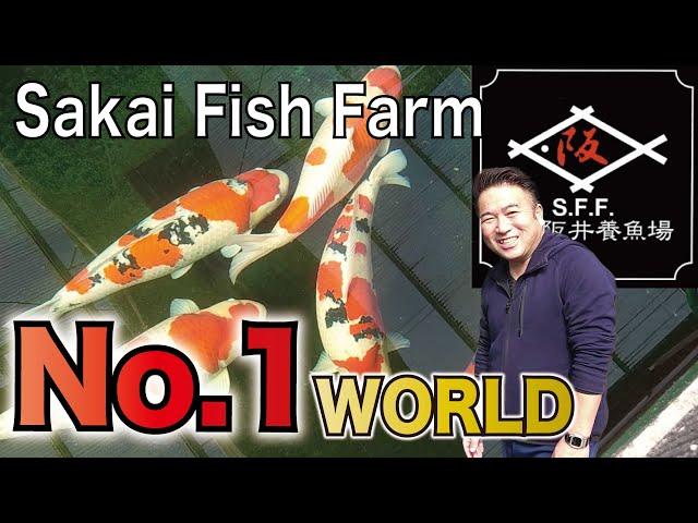 【English Sub】Vlog at the BEST Koi Farm in the world #SakaiFishFarm #SFF #NISHIKIGOI