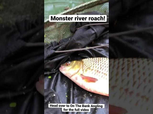 Monster river roach fishing!