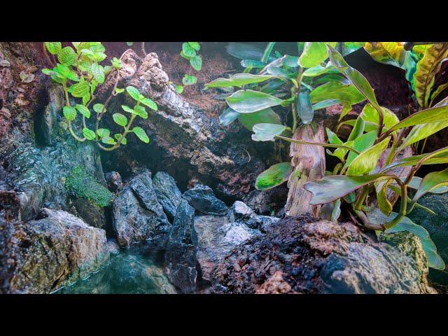 65 Gallon Bioactive Vivarium with Waterfall for Python // I Didn’t Think This Would Happen…