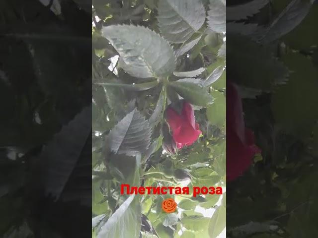 Плетистая роза 