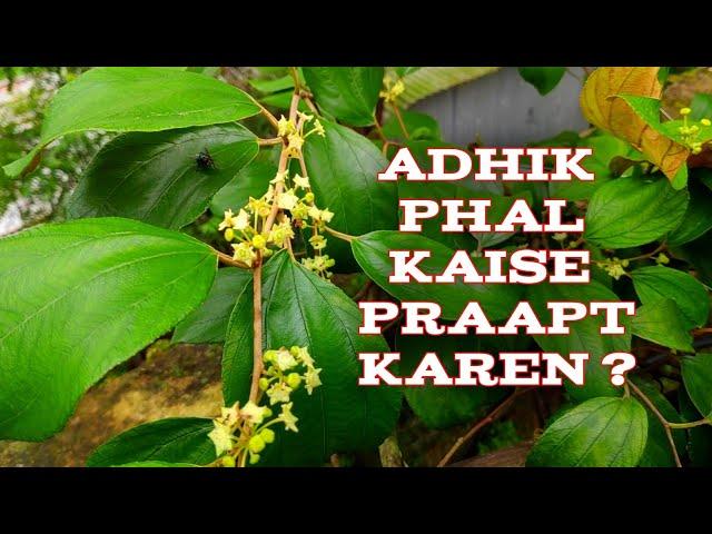 Care Of The Apple Ber Plant After Flowering In Hindi || With Fertilizer || Mission Gardening
