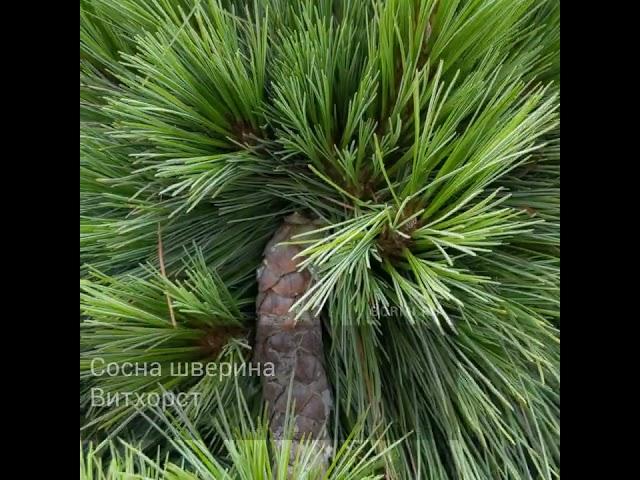 Сосна шверина Витхорст