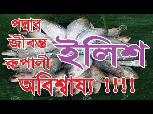 Jibonto Ilish | Ilish |  Hilsha fish | Padma | Fish |SAS Entertainment