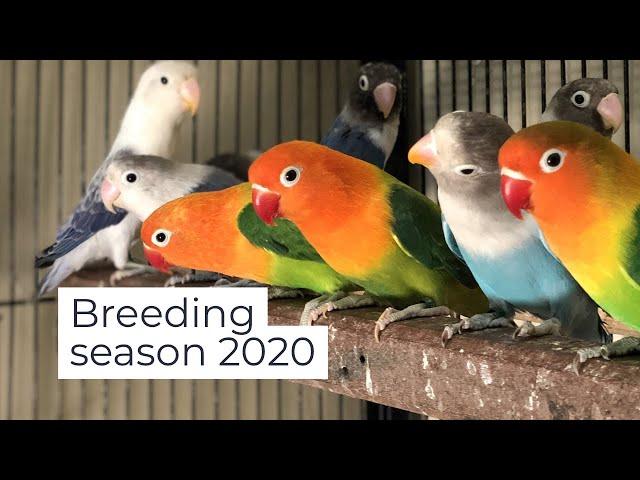 Breeding Season 2020