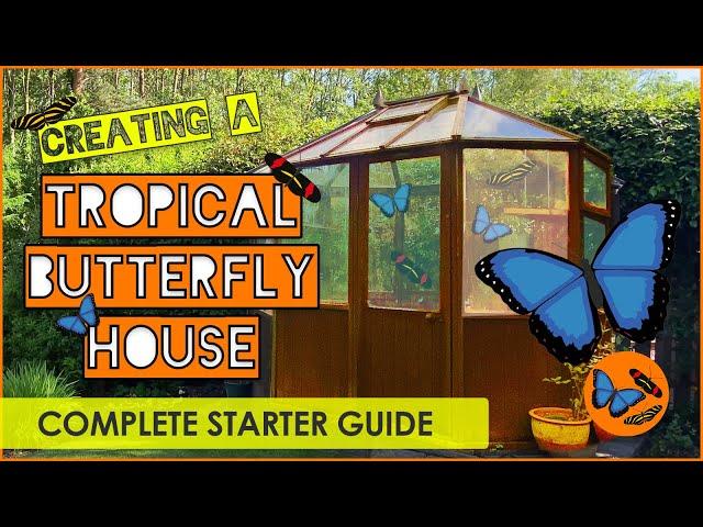 Creating a Tropical Butterfly House - The Complete Starter Guide - Tropical Butterflies UK