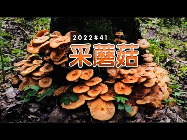 榛蘑爆发了！你能区分和它相似的毒蘑菇吗？