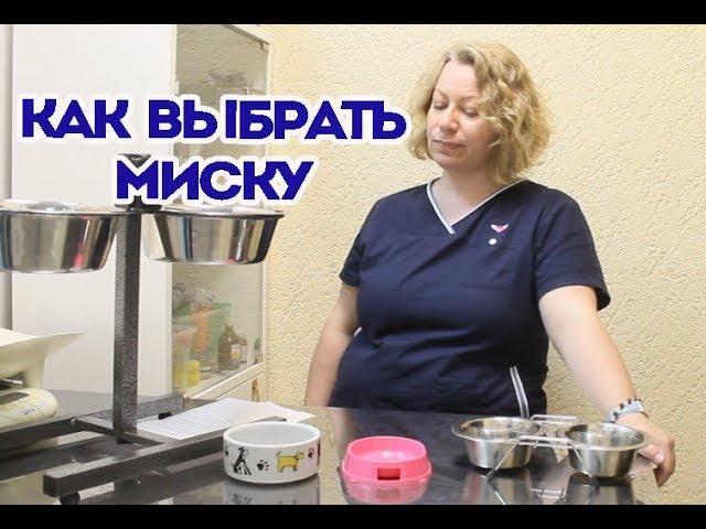 Какие миски нельзя покупать или как выбрать миску собаке, кошке.