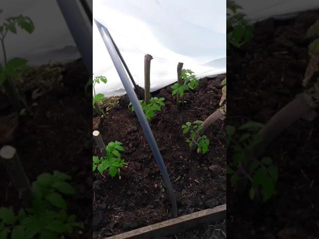 Что в моей теплице?
