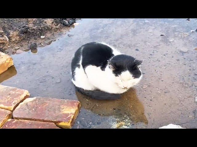 A sick and abandoned cat relieves pain in cold water, just wants to die quietly