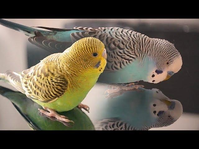 Budgie Sounds - Cookie singing to Biscuit